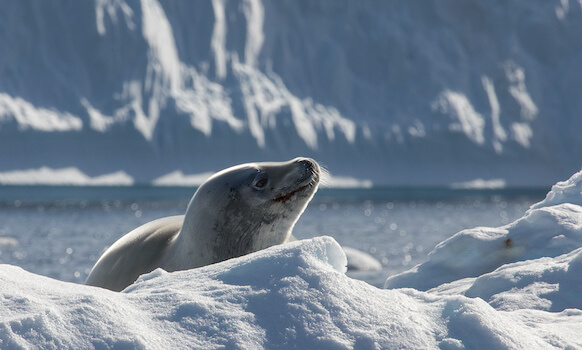 plenneau baie otarie faune antarctique polaire glace monplanvoyage