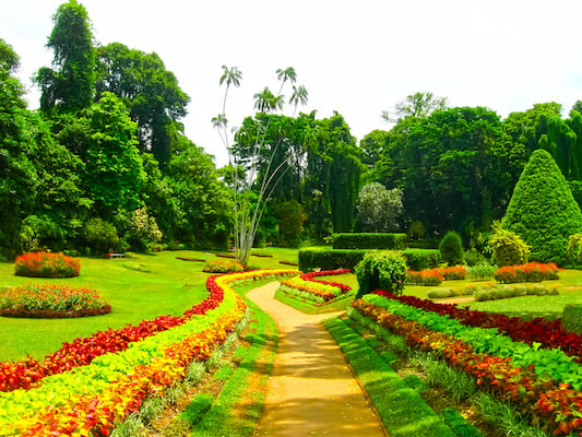 kandy jardin botanique fleur nature srilanka monplanvoyage