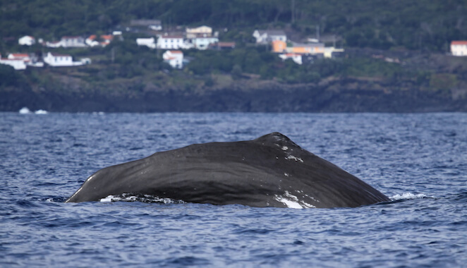 pico faune marin baleine cetace archipel portugal acores monplanvoyage