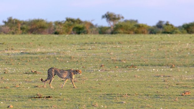 kalahari safari faune big five afrique du sud monplanvoyage