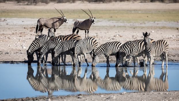 kalahari safari faune zebre afrique du sud monplanvoyage
