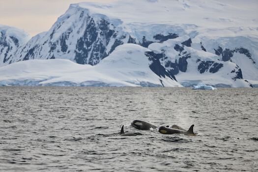 lockroy port orque baleine faune antarctique polaire glace monplanvoyage