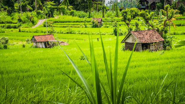 sidemen riziere agriculture bali indonesie monplanvoyage