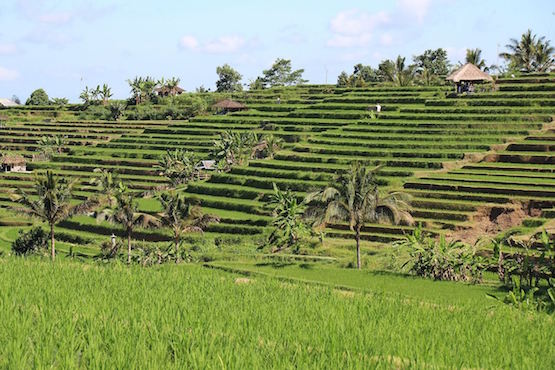 bali riziere jatiluwih nature indonesie monplanvoyage