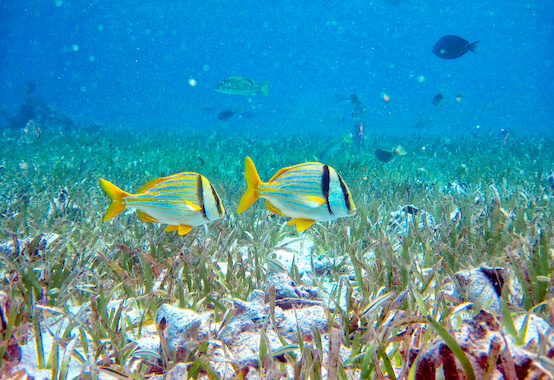 hol chan reserve poisson corail faune caraibes belize monplanvoyage
