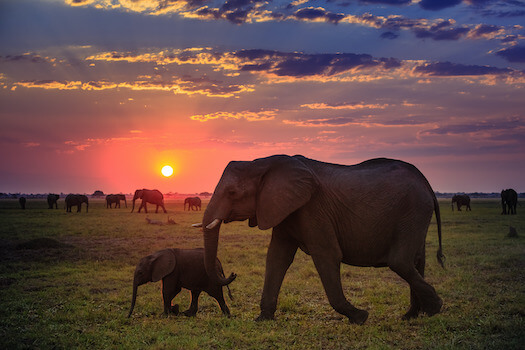 chobe parc elephant faune sunset coucher soleil botswana monplanvoyage