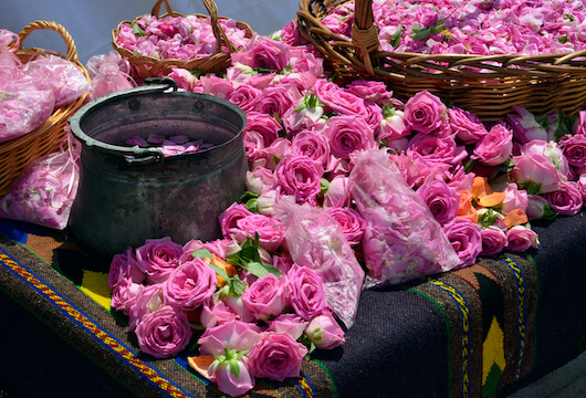 rose bulgarie fleur balkan monplanvoyage