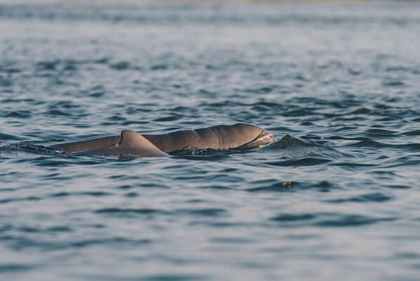 kratie dauphin faune cambodge monplanvoyage