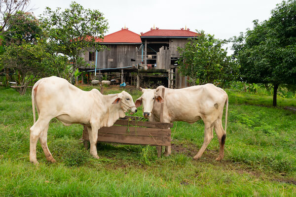 trong ile maison agriculture vache rural tradition cambodge monplanvoyage