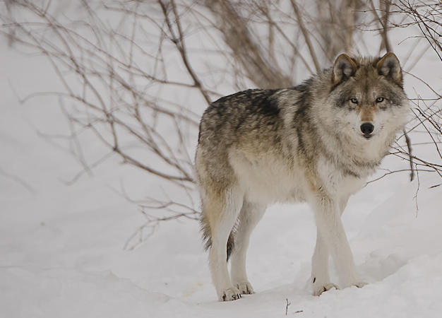 parc mahikan loup arctique faune canada hiver neige monplanvoyage