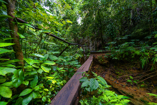cuba foret nature tropical vegetation caraibes monplanvoyage