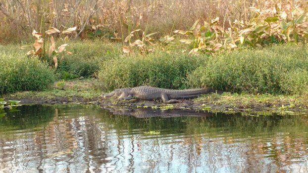 everglades parc faune alligator floride etats unis monplanvoyage
