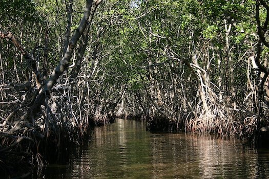 everglades parc mangrove nature floride etats unis monplanvoyage