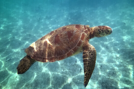 petite terre ile tortue faune marin guadeloupe caraibes monplanvoyage 2
