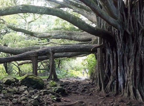 maui arbre hawaii monplanvoyage