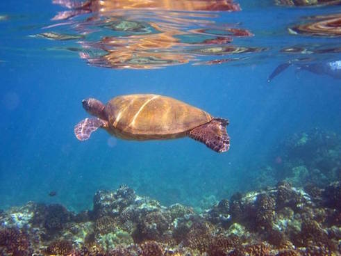 maui tortue hawaii monplanvoyage
