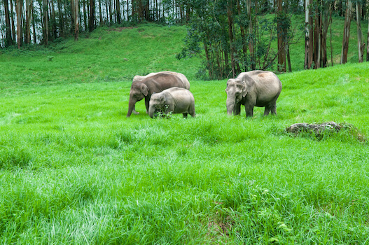 periyar faune nature elephant kerala inde monplanvoyage