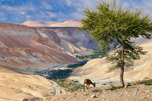 neguev desert oasis israel monplanvoyage
