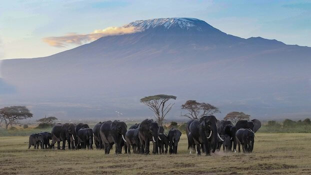 amboseli reserve elephant kilimandjaro kenya afrique monplanvoyage