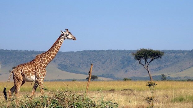 masai mara reserve girafe savane kenya afrique monplanvoyage