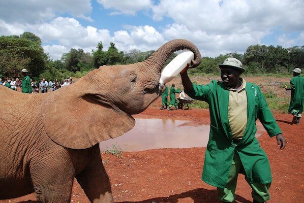 orphelinat elephant faune kenya afrique monplanvoyage
