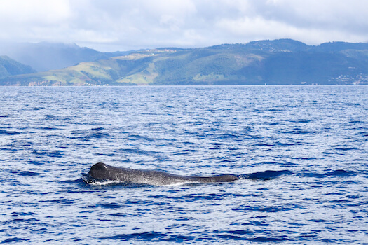 bateau croisiere faune baleine la dominique ile antilles caraibes monplanvoyage
