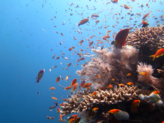 mayotte ocean indien coraux faune plongee snorkeling poisson monplanvoyage