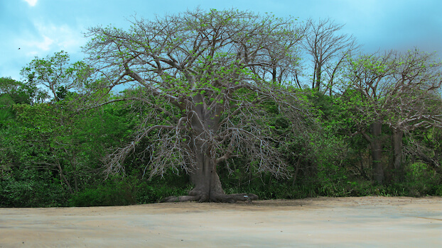 mayotte plage baobab nature ile ocean indien monplanvoyage