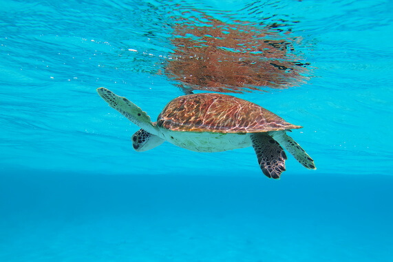 holbox tortue faune mer caraibes plongee snorkeling mexique monplanvoyage