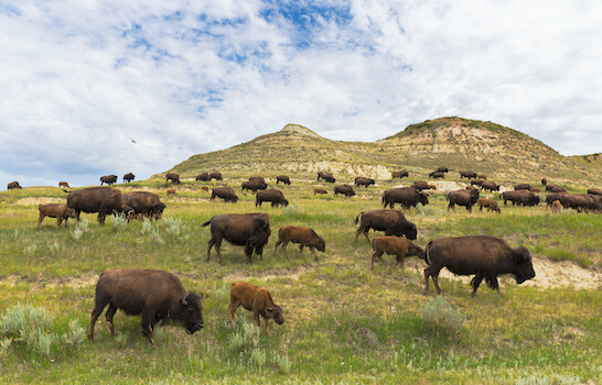 dakota bison elevage agriculture etats unis monplanvoyage