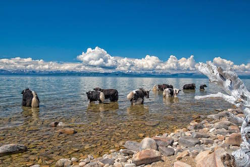 mongolie lac yak monplanvoyage