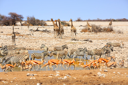 etosha parc national faune troupeau namibie monplanvoyage