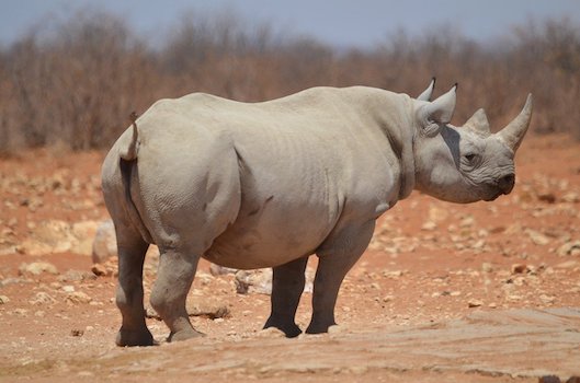 etosha parc national rhinoceros faune namibie monplanvoyage