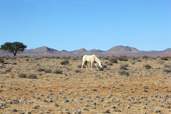 garub plaine cheval sauvage namibie monplanvoyage