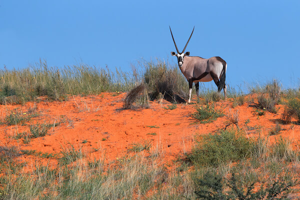 kalahari faune antilope desert namibie monplanvoyage