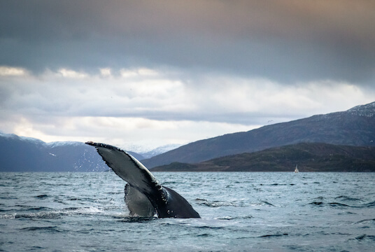 tromso baleine faune mer norvege monplanvoyage