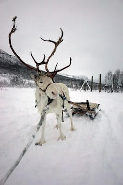 tromso rennes traineau tradition nature norvege monplanvoyage
