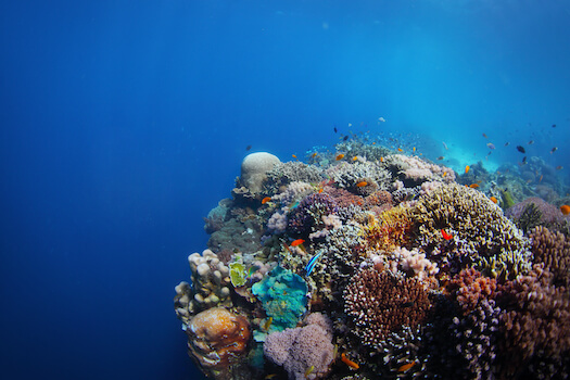 balicasag ile plongee corail faune marine phlippines archipel monplanvoyage