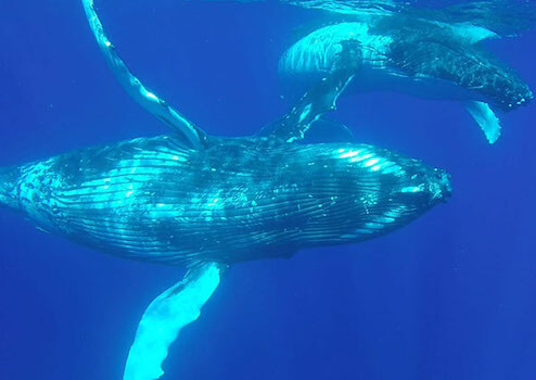 moorea faune marin baleine cetace plongee polynesie monplanvoyage