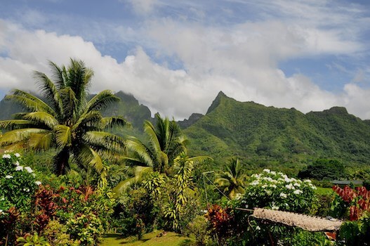raiatea ile nature fleur foret polynesie monplanvoyage