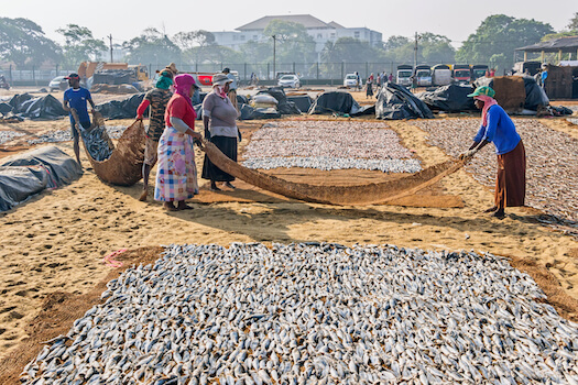 negombo femme peche poisson tradition srilanka monplanvoyage