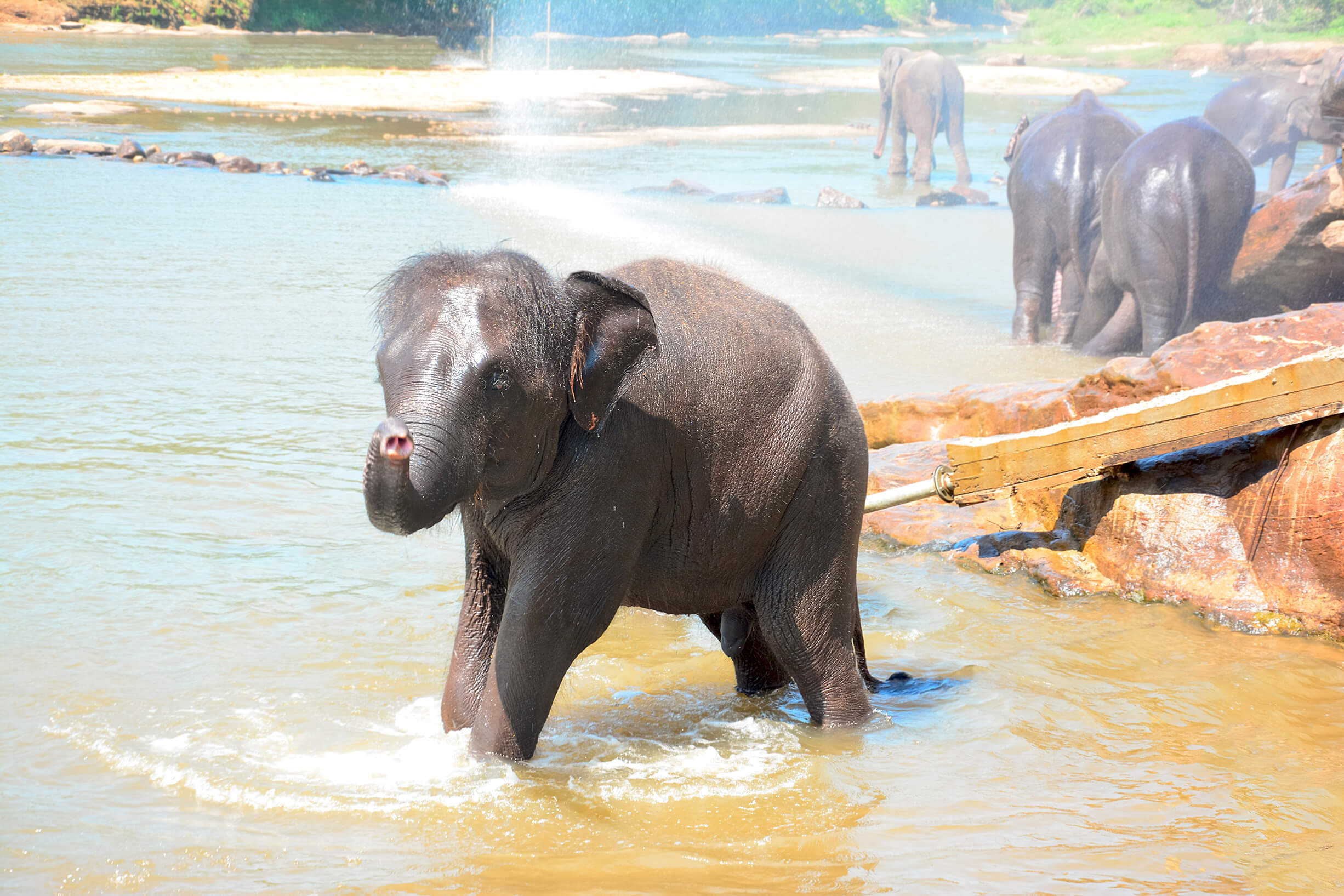 rambukkana fondation elephant protection animal srilanka monplanvoyage