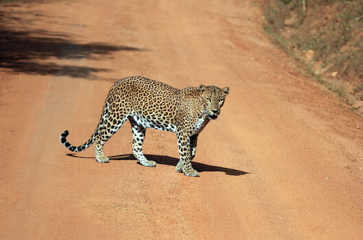 yala parc faune animal leopard reserve srilanka monplanvoyage