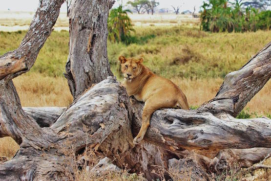serengeti parc lion safari tanzanie monplanvoyage