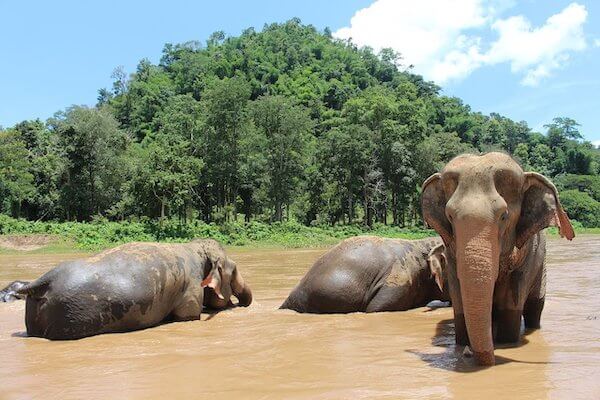 chiang mai elephant soin thailande monplanvoyage