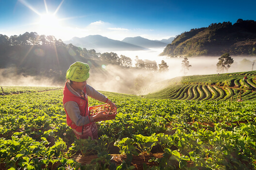 chiang mai agriculture fermier fruits legumes food thailande asie monplanvoyage