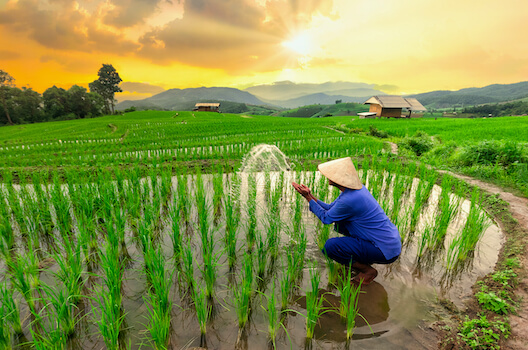 chiang mai culture riz riziere fermier thailande asie monplanvoyage
