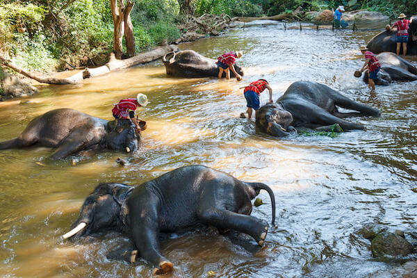 chiang mai elephant soin protection animal thailande asie monplanvoyage