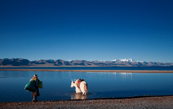namtso lac sacre yak nature montagne tibet monplanvoyage