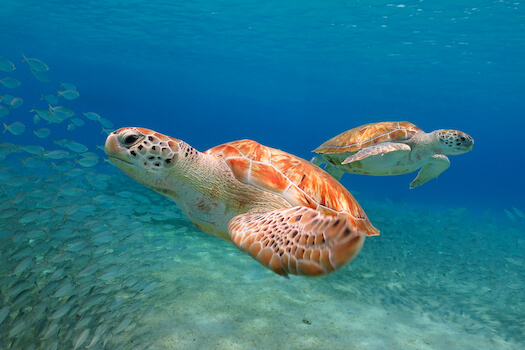 turques et caiques ile faune tortue archipel caraibes monplanvoyage